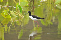 Kawaiʻele Waterbird Sanctuary